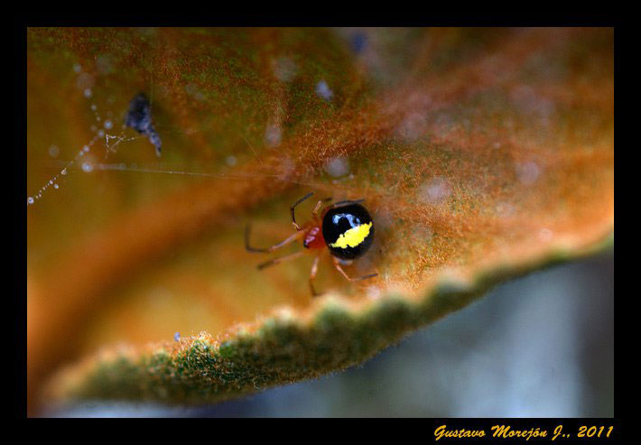 Araña de tela irregular