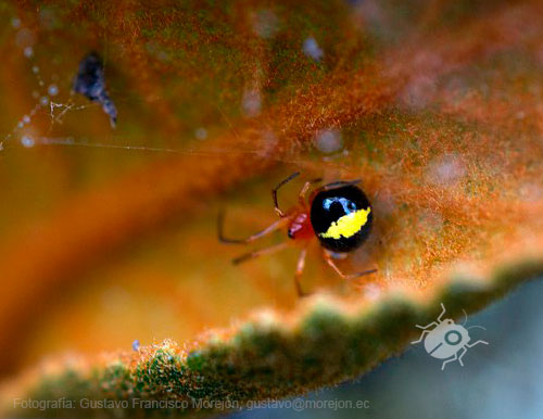 Araña de tela irregular