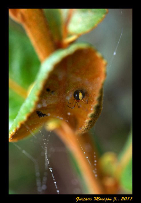 Araña de tela irregular