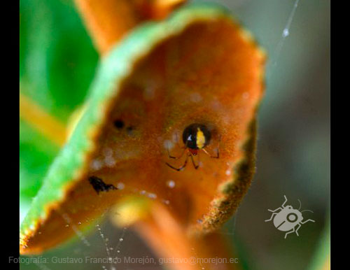 Gustavo Morejón: Fotografías en la categoría Arañas, escorpiones, opiliones y afines.