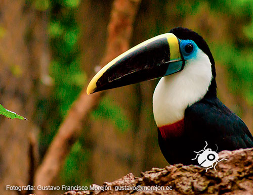 Gustavo Morejón: Fotografías en la categoría Fotografías de la clase Aves.