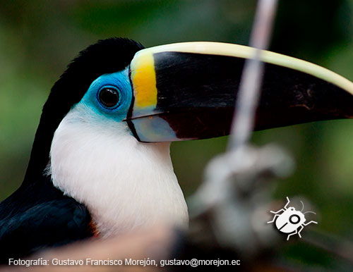 Gustavo Morejón: Fotografías en la categoría Fotografías de la clase Aves.