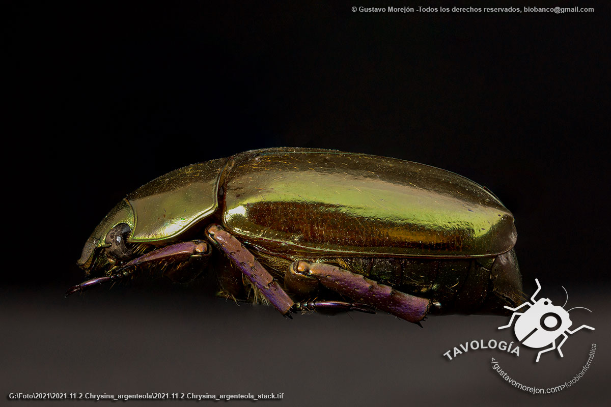 Chrysina argenteola