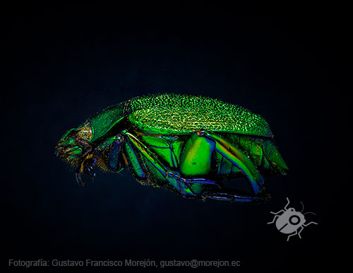 Gustavo Morejón: Fotografías en la categoría Escarabajos y afines.