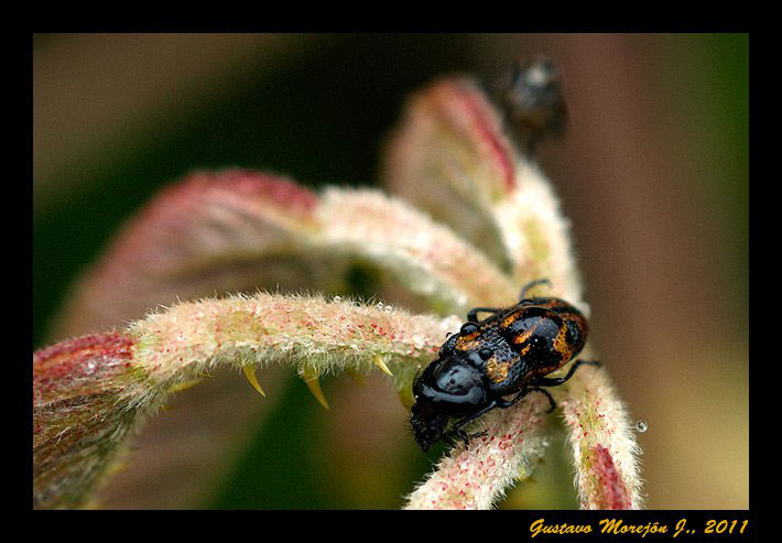 Coleoptera no identificado