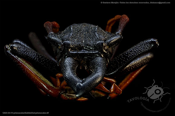 Gustavo Morejón: Fotografías en la categoría Escarabajos y afines.