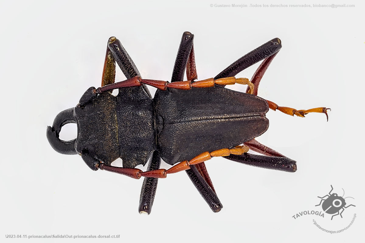 Prionacalus sp., familia Cerambycidae