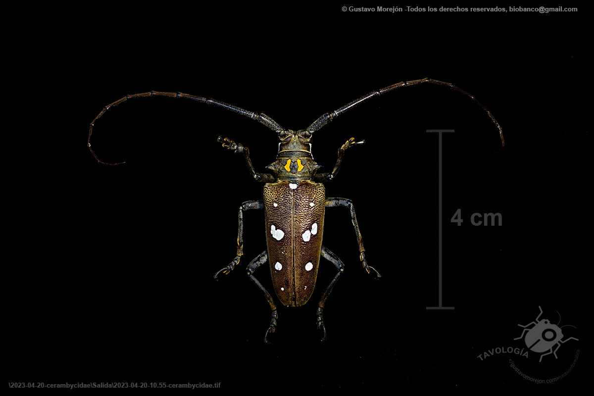 escarabajo barrenador de la raíz del caucho