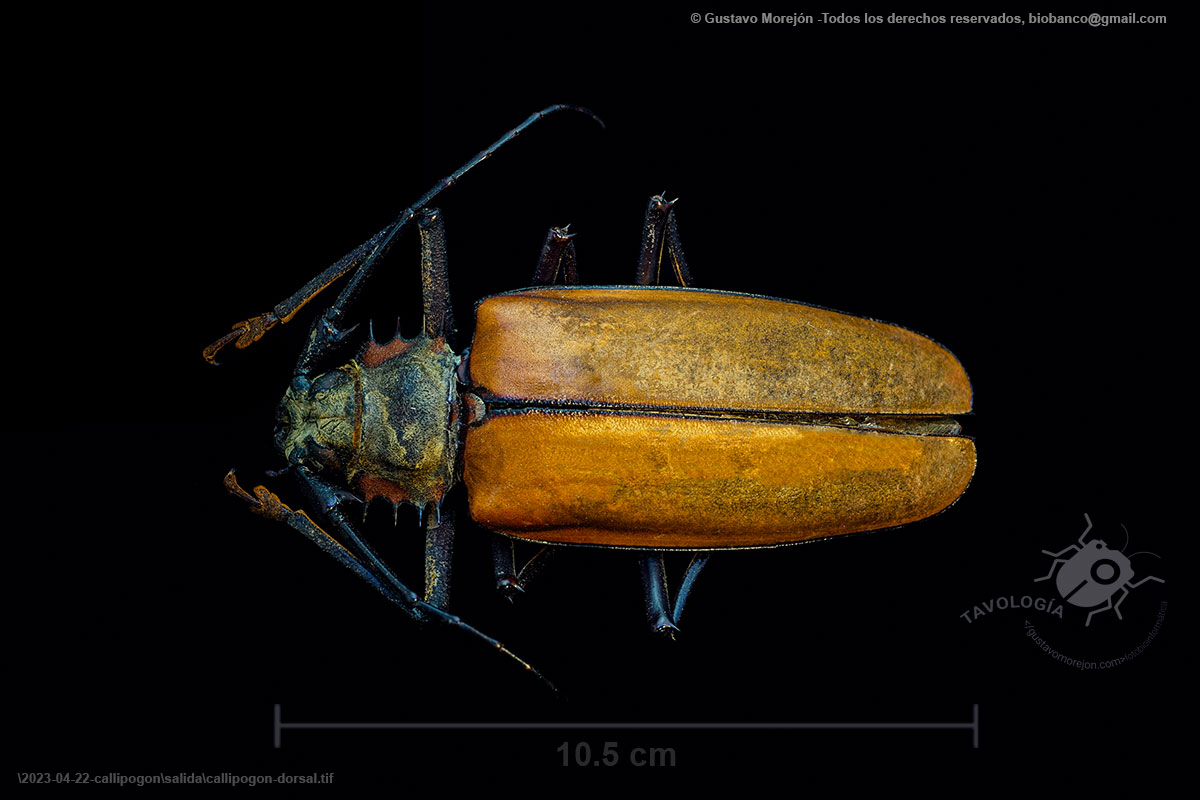 Escarabajo Gigante de Antenas Largas