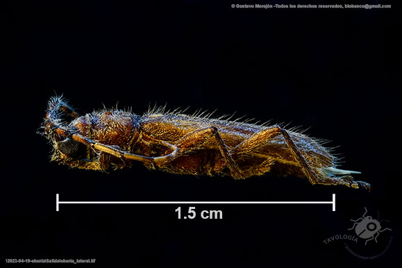 Gustavo Morejón: Fotografías en la categoría Escarabajos y afines.