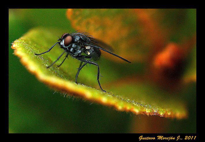 Mosca no identificada