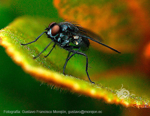 Gustavo Morejón: Fotografías en la categoría Moscas, mosquitos y afines