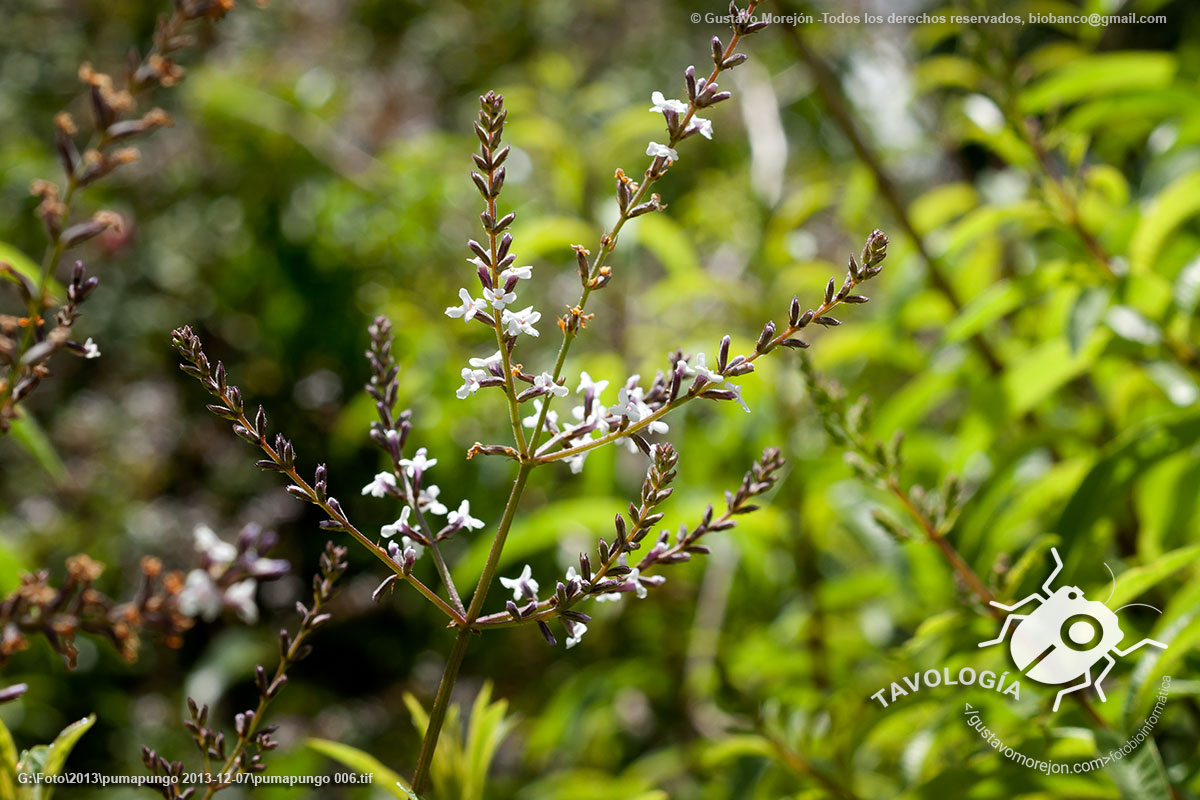 Aloysia citrodora