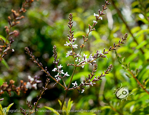 Gustavo Morejón: Fotografías en la categoría Fotografías de la flora de la ciudad de Cuenca, Ecuador.