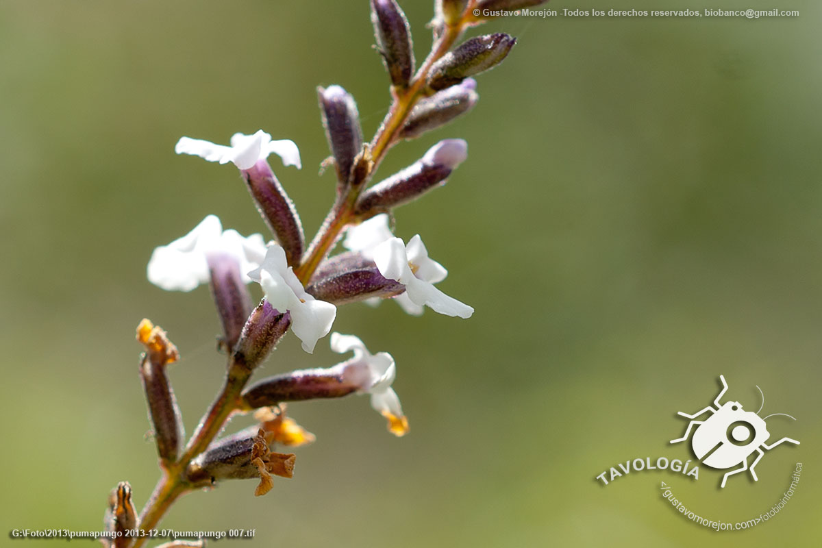 Aloysia citrodora