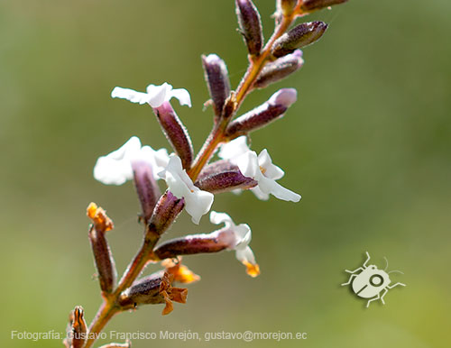 Gustavo Morejón: Fotografías en la categoría Fotografías de la flora de la ciudad de Cuenca, Ecuador.