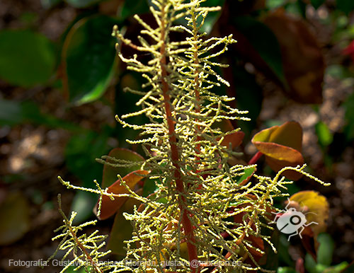 Gustavo Morejón: Fotografías en la categoría Fotografías de la flora de la ciudad de Cuenca, Ecuador.