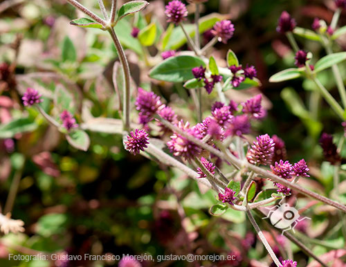 Gustavo Morejón: Fotografías en la categoría Fotografías de la flora de la ciudad de Cuenca, Ecuador.