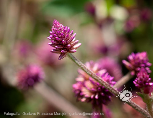 Gustavo Morejón: Fotografías en la categoría Fotografías de la flora de la ciudad de Cuenca, Ecuador.