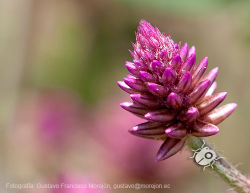 Gustavo Morejón: Fotografías en la categoría Fotografías de la flora de la ciudad de Cuenca, Ecuador.