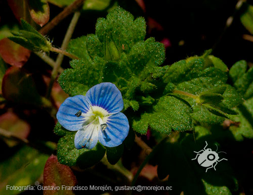 Gustavo Morejón: Fotografías en la categoría Fotografías de la flora de la ciudad de Cuenca, Ecuador.