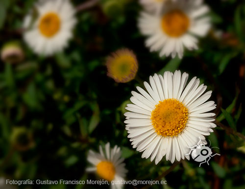 Gustavo Morejón: Fotografías en la categoría Fotografías de la flora de la ciudad de Cuenca, Ecuador.