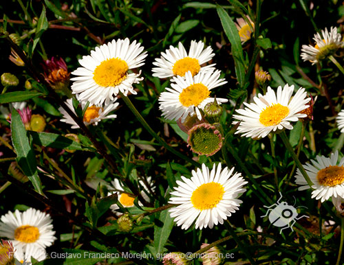 Gustavo Morejón: Fotografías en la categoría Fotografías de la flora de la ciudad de Cuenca, Ecuador.