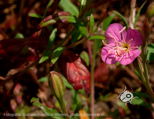 Gustavo Morejón: Fotografías en la categoría Fotografías de la flora de la ciudad de Cuenca, Ecuador.