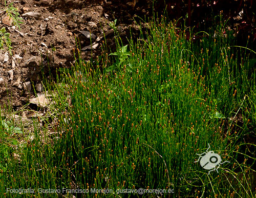 Gustavo Morejón: Fotografías en la categoría Fotografías de la flora de la ciudad de Cuenca, Ecuador.