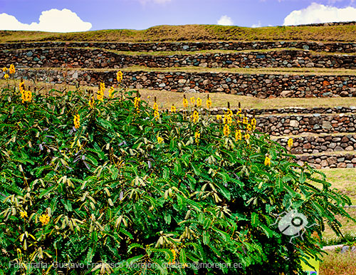 Gustavo Morejón: Fotografías en la categoría Fotografías de la flora de la ciudad de Cuenca, Ecuador.