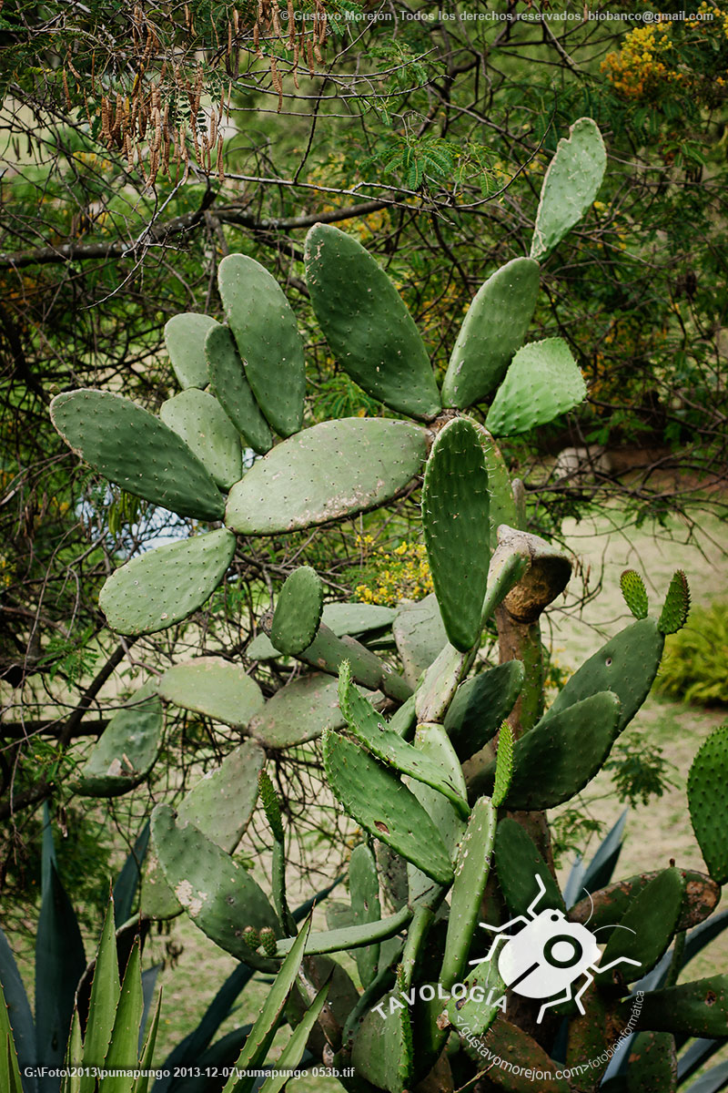 Nopal de Castilla