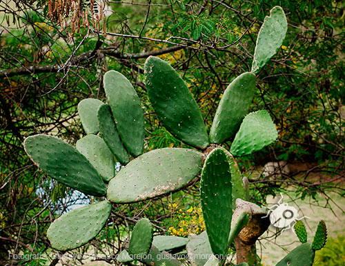 Gustavo Morejón: Fotografías en la categoría Fotografías de la flora de la ciudad de Cuenca, Ecuador.