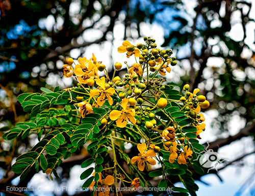 Gustavo Morejón: Fotografías en la categoría Fotografías de la flora de la ciudad de Cuenca, Ecuador.