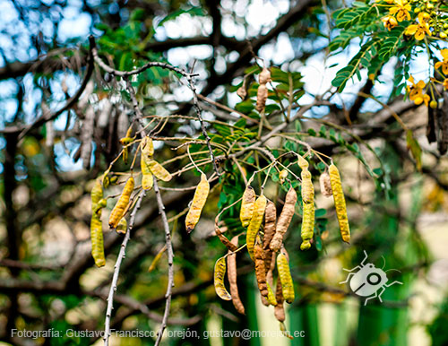 Gustavo Morejón: Fotografías en la categoría Fotografías de la flora de la ciudad de Cuenca, Ecuador.