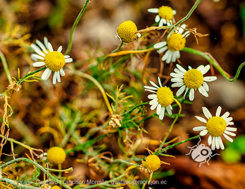 Gustavo Morejón: Fotografías en la categoría Fotografías de la flora de la ciudad de Cuenca, Ecuador.