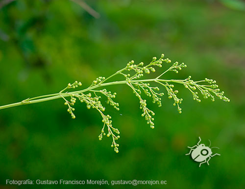 Gustavo Morejón: Fotografías en la categoría Fotografías de la flora de la ciudad de Cuenca, Ecuador.