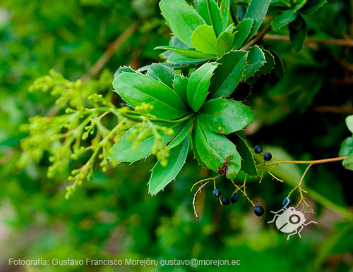 Gustavo Morejón: Fotografías en la categoría Fotografías de la flora de la ciudad de Cuenca, Ecuador.