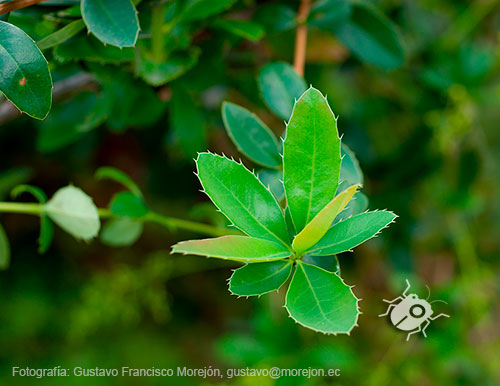 Gustavo Morejón: Fotografías en la categoría Fotografías de la flora de la ciudad de Cuenca, Ecuador.