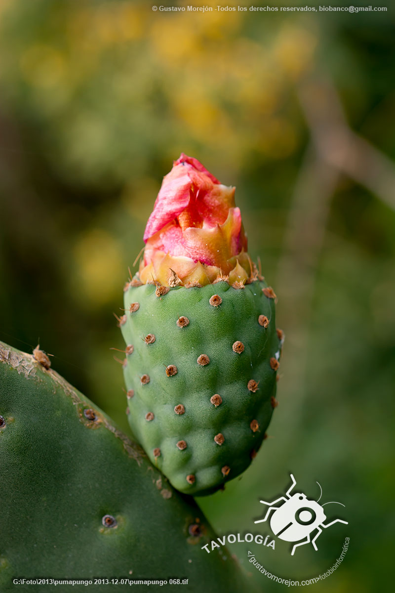 Nopal o Xoconostle