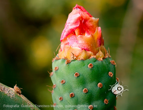 Gustavo Morejón: Fotografías en la categoría Fotografías de la flora de la ciudad de Cuenca, Ecuador.