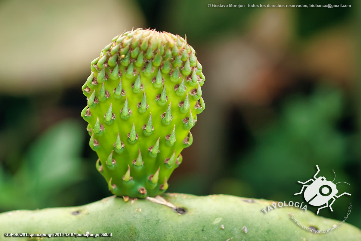 Nopal o Xoconostle