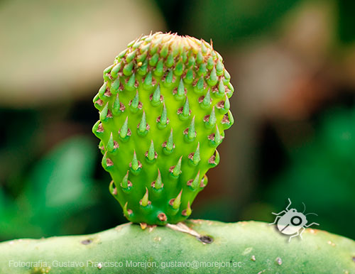 Gustavo Morejón: Fotografías en la categoría Fotografías de la flora de la ciudad de Cuenca, Ecuador.