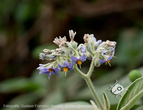 Gustavo Morejón: Fotografías en la categoría Fotografías de la flora de la ciudad de Cuenca, Ecuador.