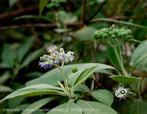 Gustavo Morejón: Fotografías en la categoría Fotografías de la flora de la ciudad de Cuenca, Ecuador.