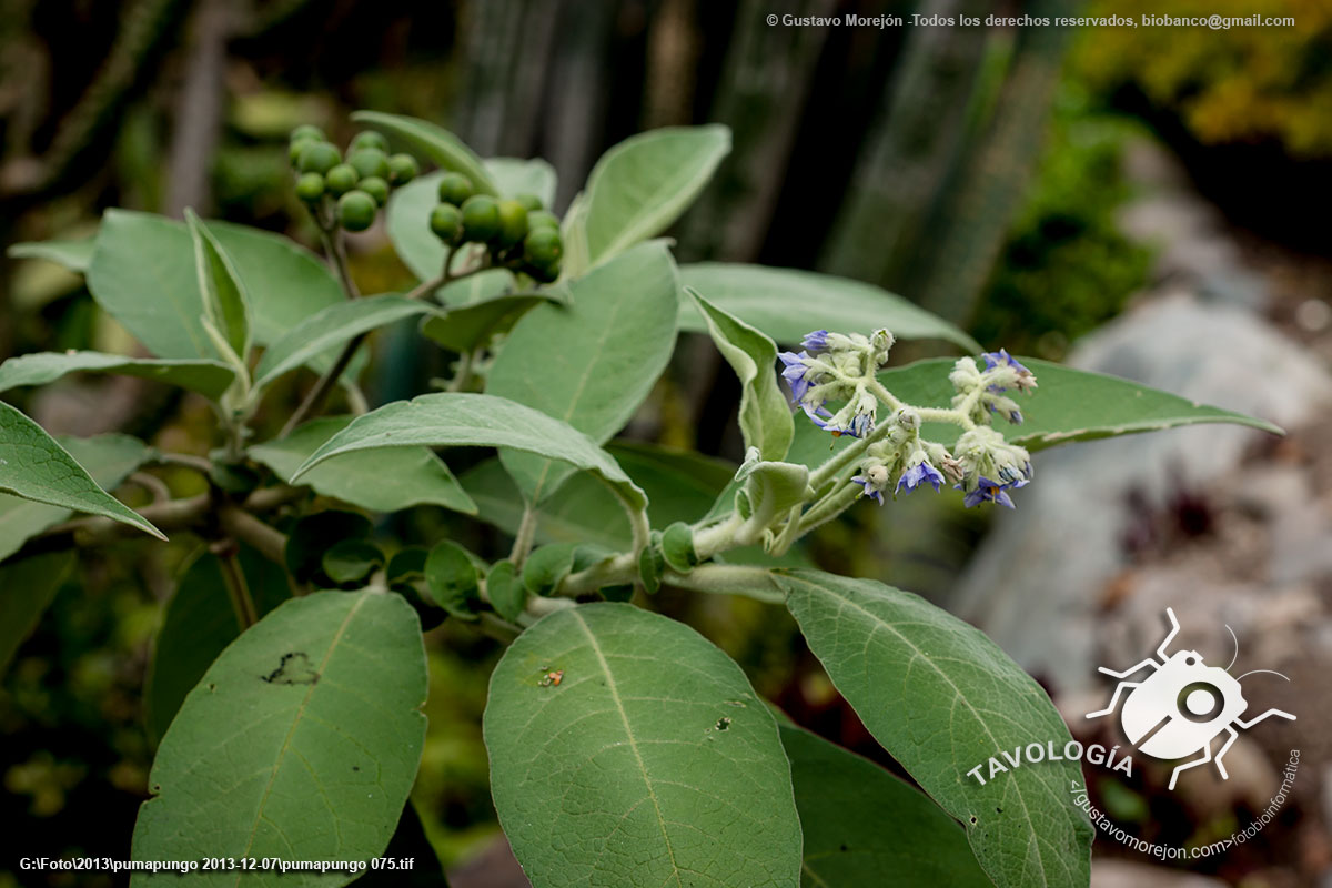 Tabaquillo