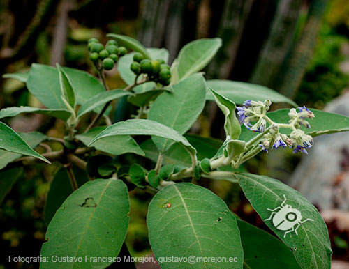 Gustavo Morejón: Fotografías en la categoría Fotografías de la flora de la ciudad de Cuenca, Ecuador.