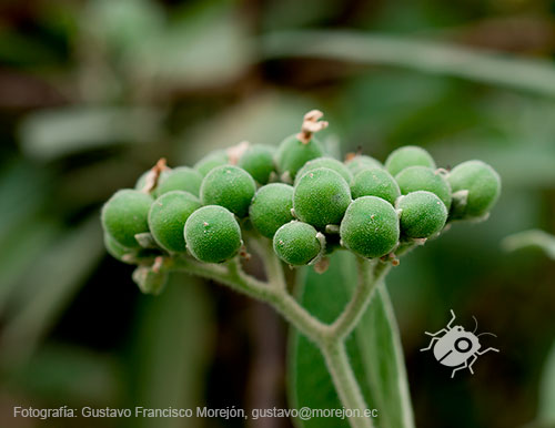 Gustavo Morejón: Fotografías en la categoría Fotografías de la flora de la ciudad de Cuenca, Ecuador.