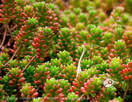 Gustavo Morejón: Fotografías en la categoría Fotografías de la flora de la ciudad de Cuenca, Ecuador.