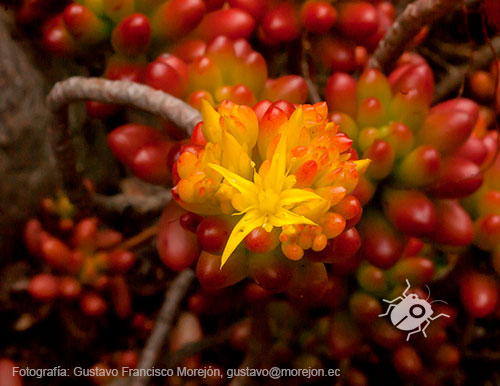 Gustavo Morejón: Fotografías en la categoría Fotografías de la flora de la ciudad de Cuenca, Ecuador.