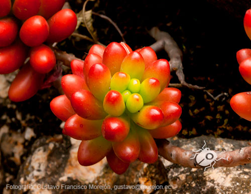 Gustavo Morejón: Fotografías en la categoría Fotografías de la flora de la ciudad de Cuenca, Ecuador.